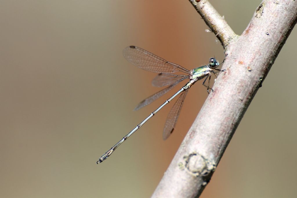 Chalcolestes viridis maschio e femmina?